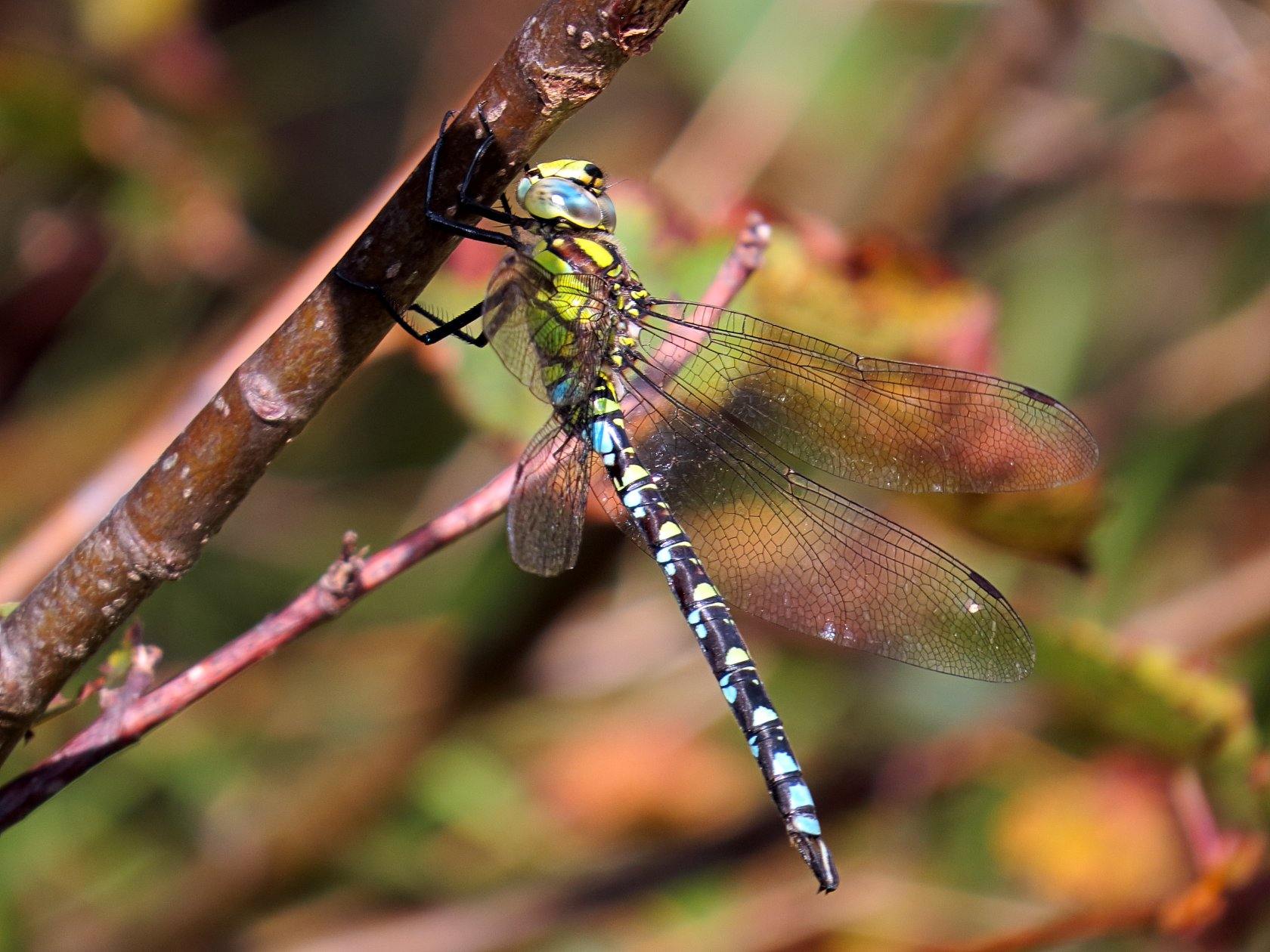 maschio di Aeshna cyanea